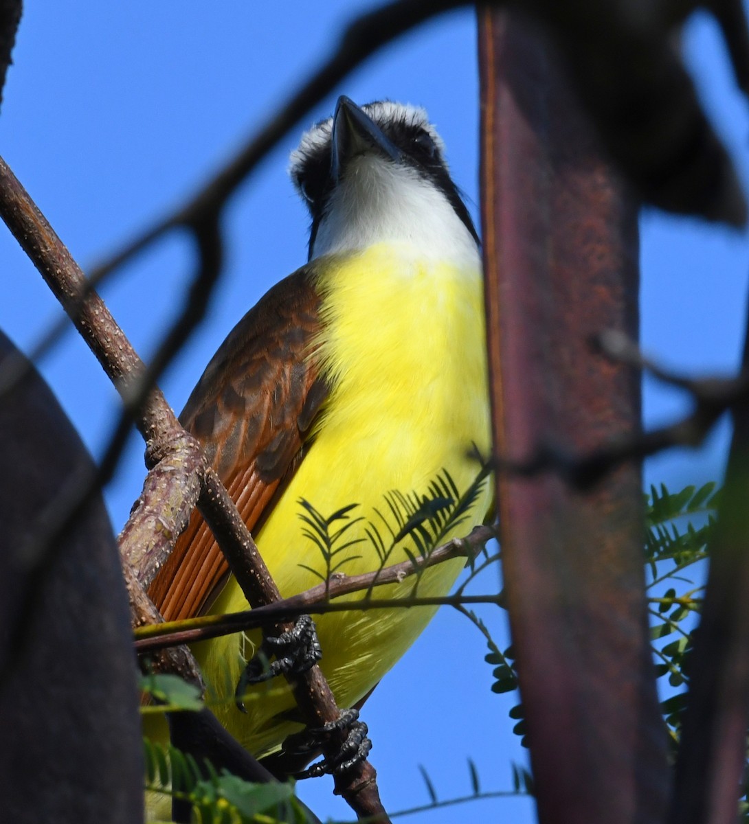 Great Kiskadee - ML515087711