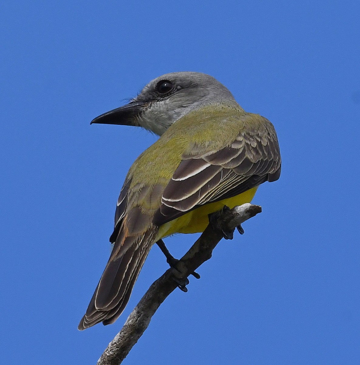 Couch's Kingbird - ML515087831