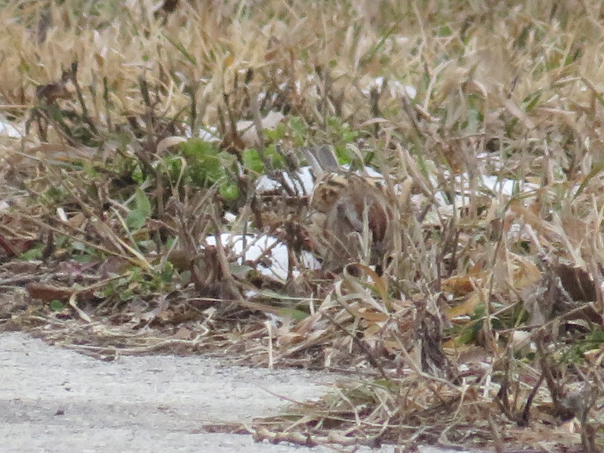 American Tree Sparrow - ML515088961