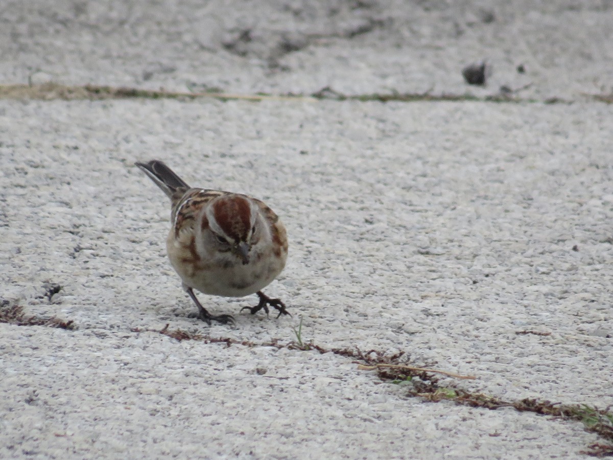 American Tree Sparrow - ML515088971