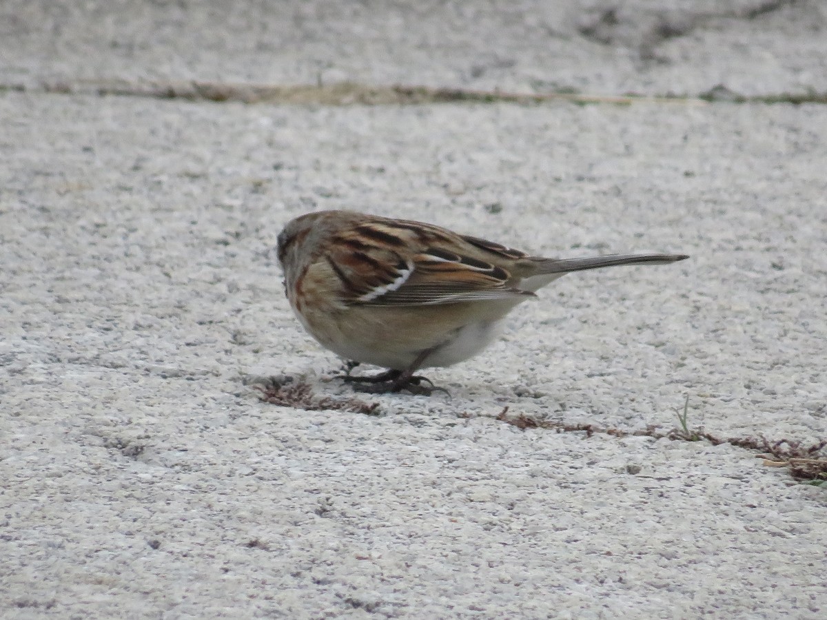 American Tree Sparrow - ML515088981