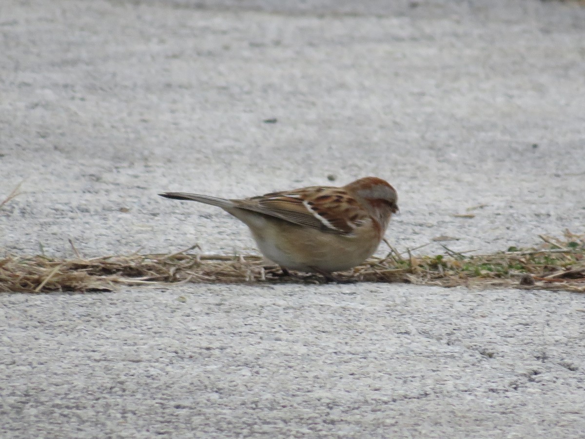 American Tree Sparrow - ML515088991
