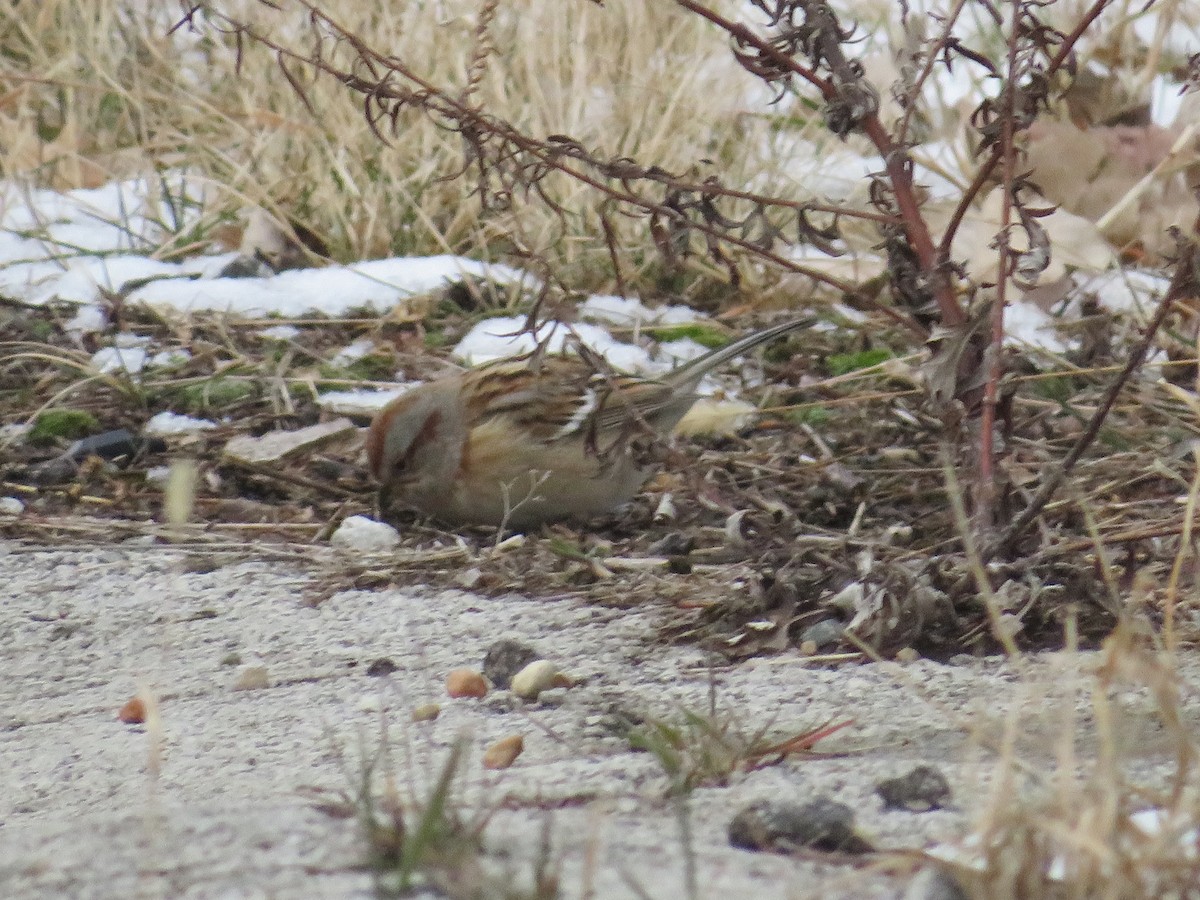 American Tree Sparrow - ML515089001