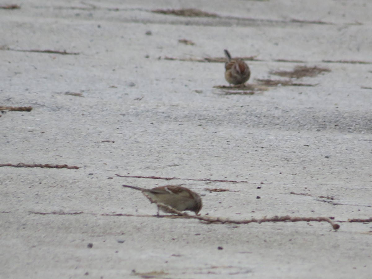 American Tree Sparrow - ML515089081