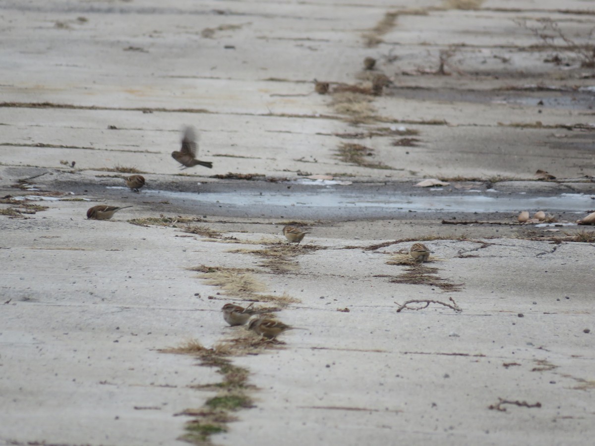 American Tree Sparrow - ML515089101