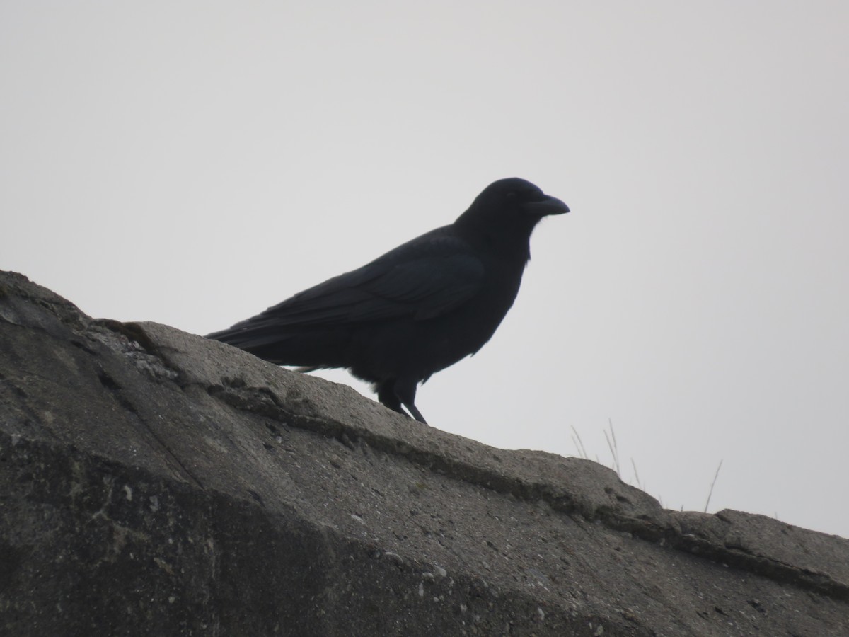 American Crow - ML515090461