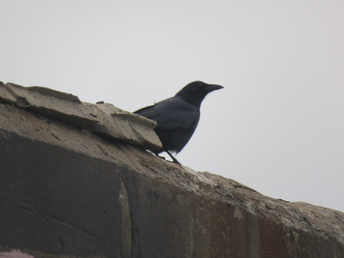 American Crow - ML515090471