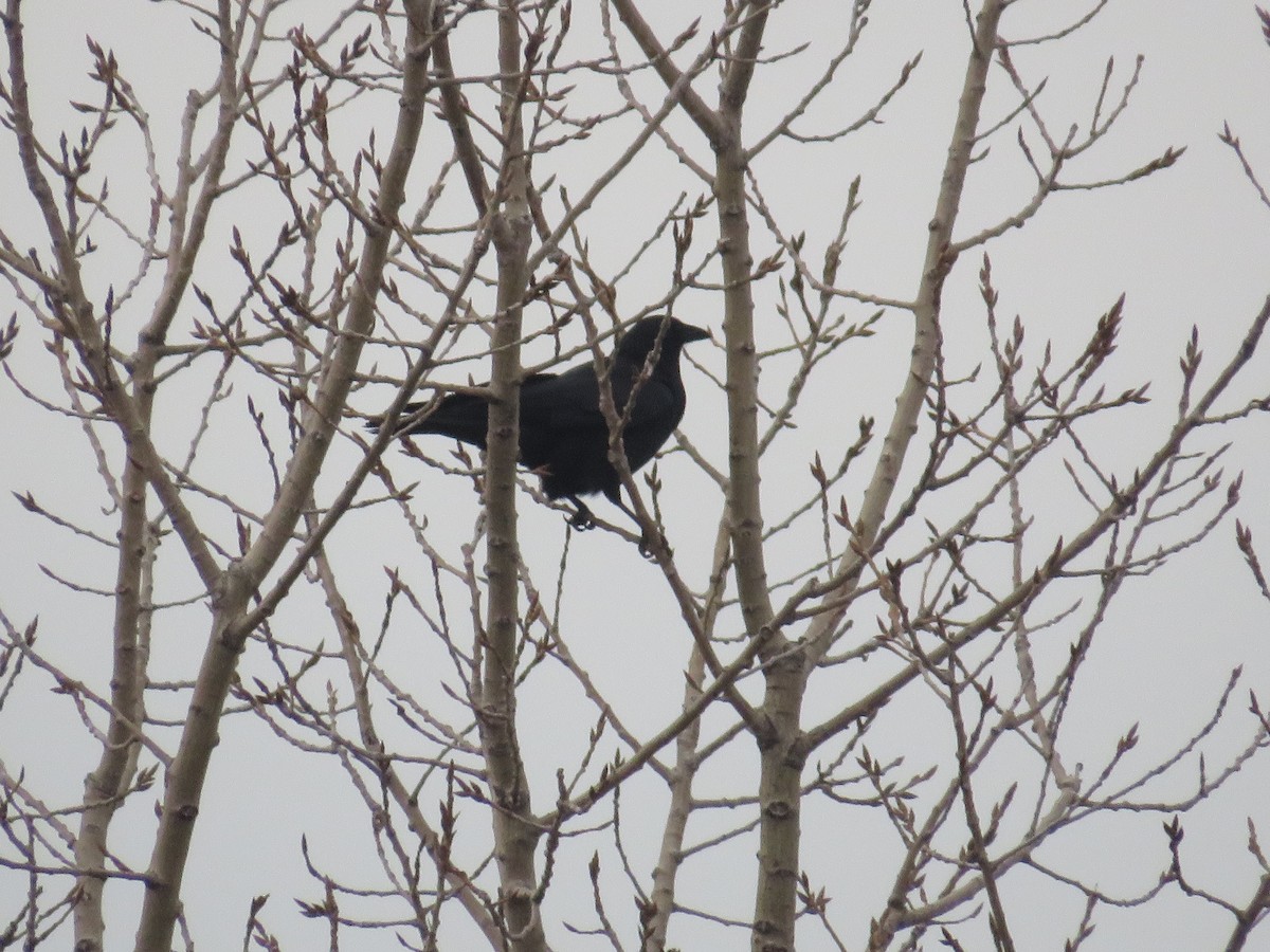 American Crow - ML515090481