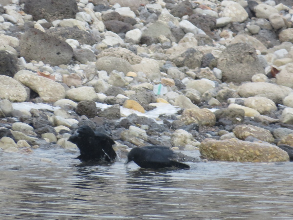 American Crow - ML515090491