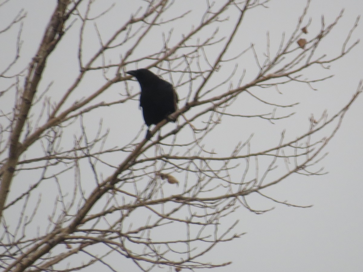 American Crow - ML515090501