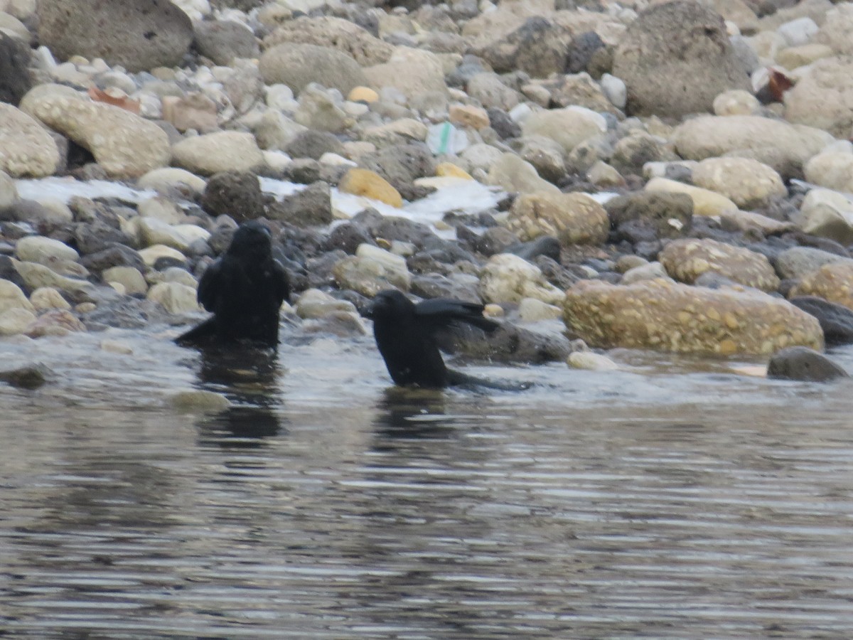 American Crow - ML515090511