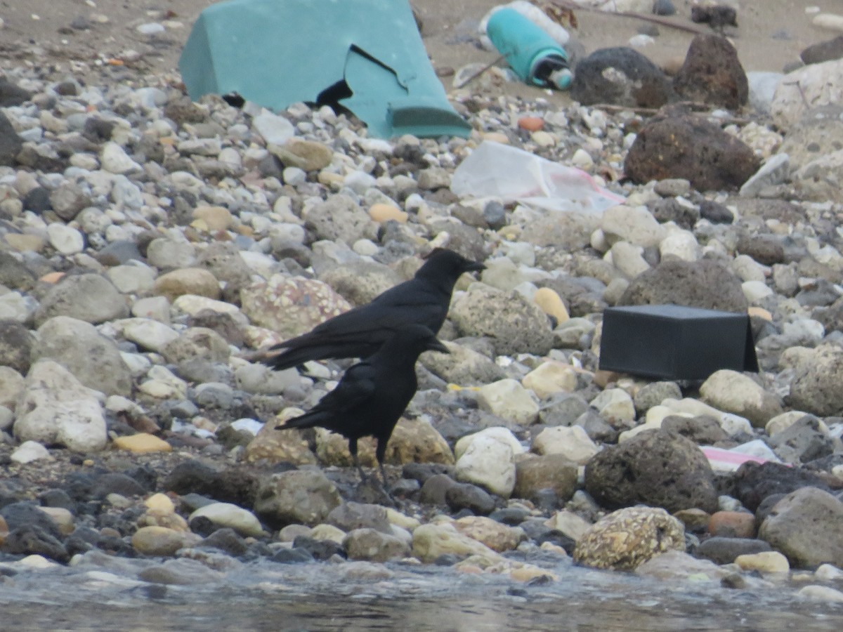 American Crow - ML515090521