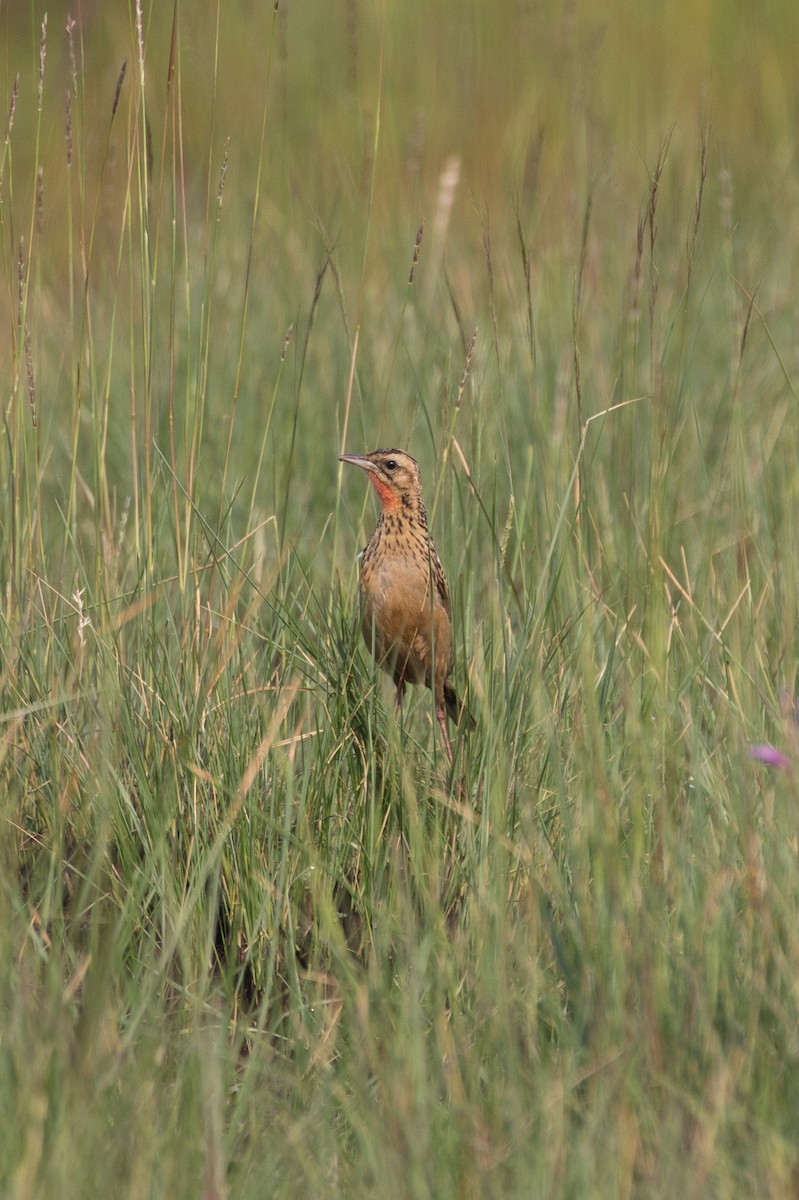 Grimwood's Longclaw - ML515091491