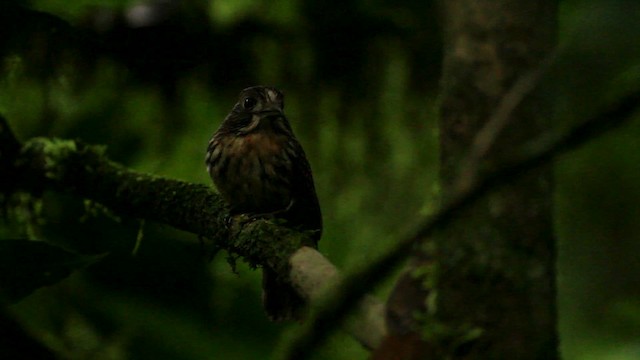 White-whiskered Puffbird - ML515093