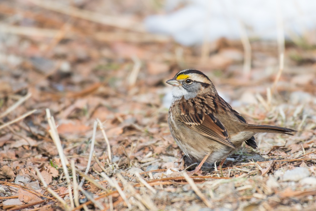 White-throated Sparrow - Ian Hearn