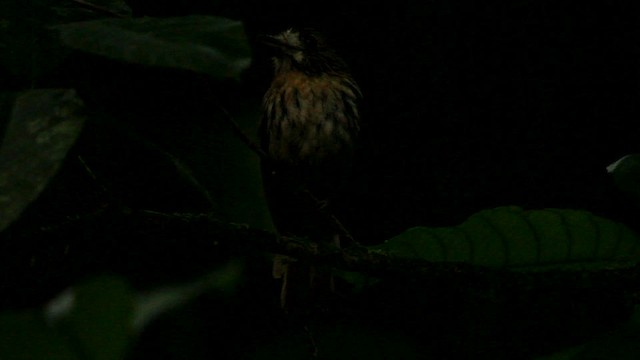 White-whiskered Puffbird - ML515094