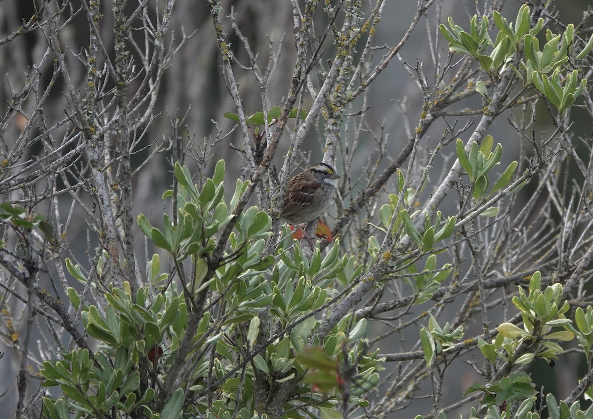 White-throated Sparrow - Natalie Clark