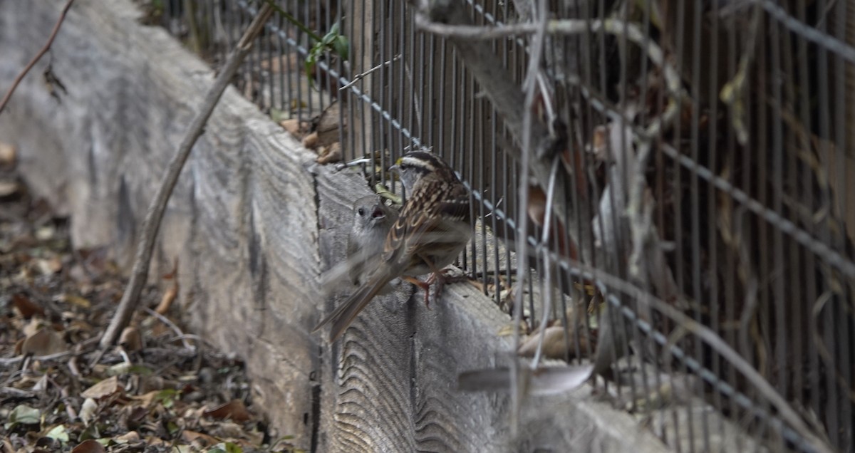 White-throated Sparrow - ML515094431