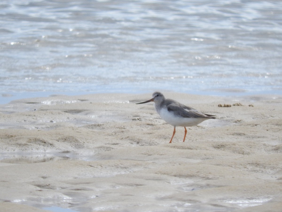 Terek Sandpiper - ML515095221