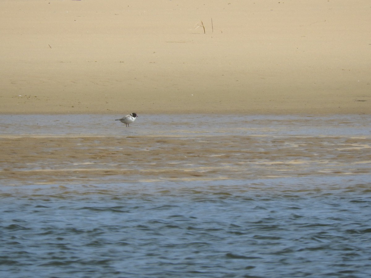 Hooded Plover - ML515095251