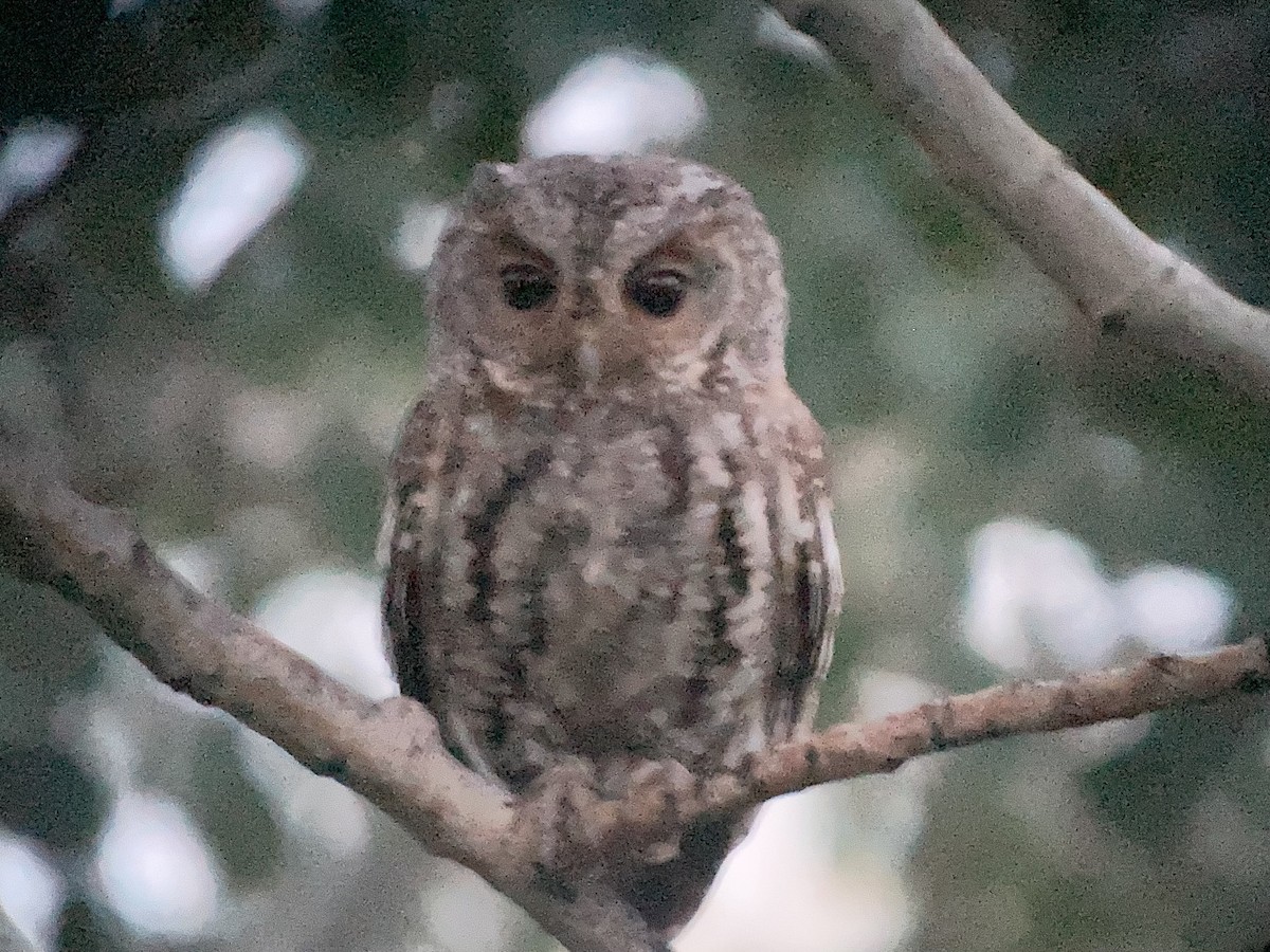 Flammulated Owl - ML515096411