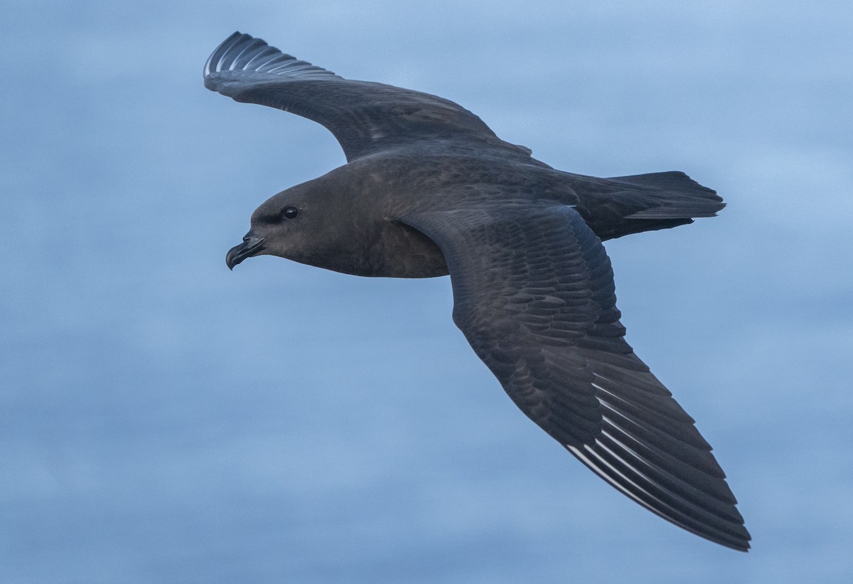 Kermadec Petrel - ML515097461