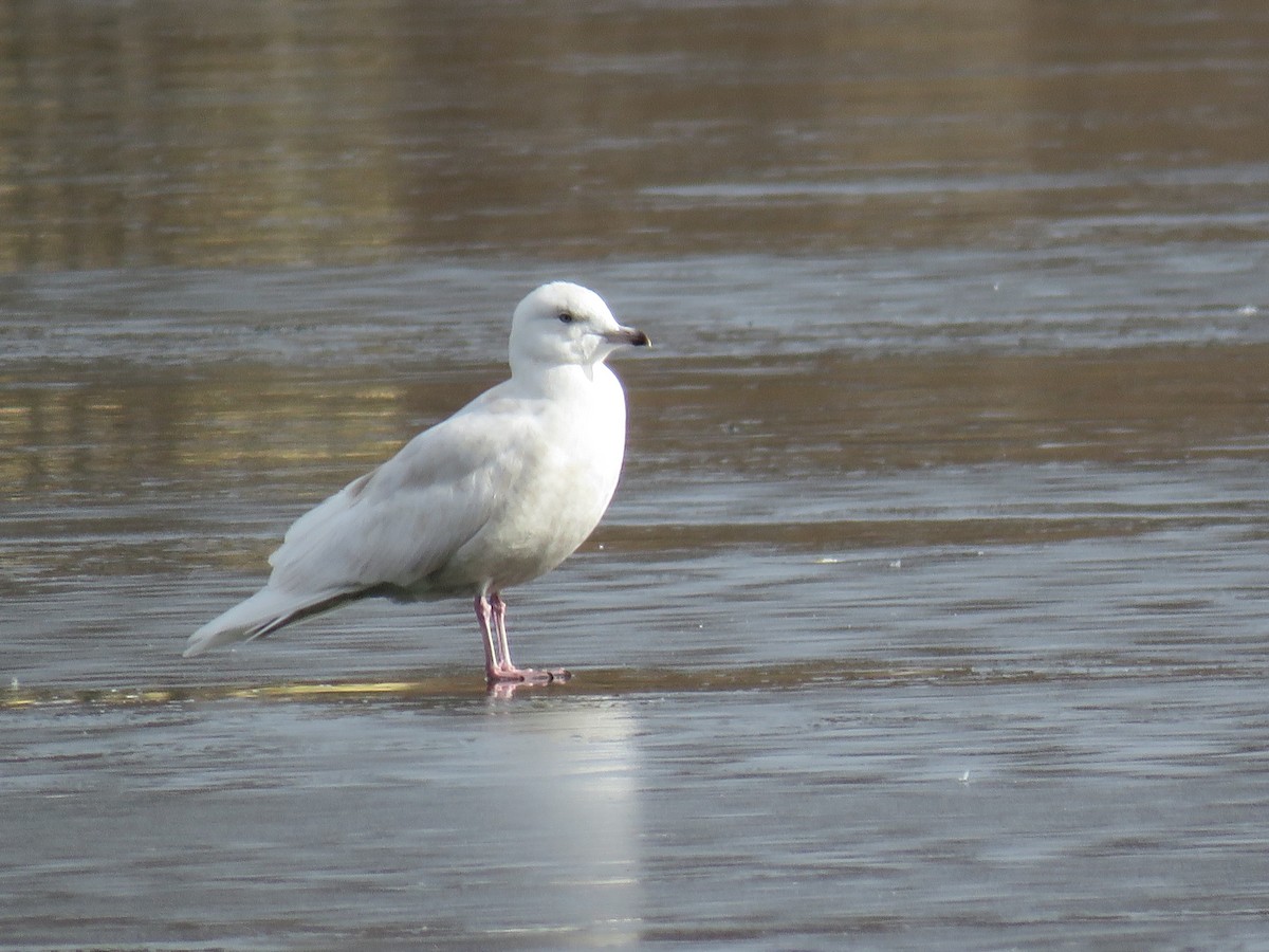 Iceland Gull (kumlieni/glaucoides) - ML51509981