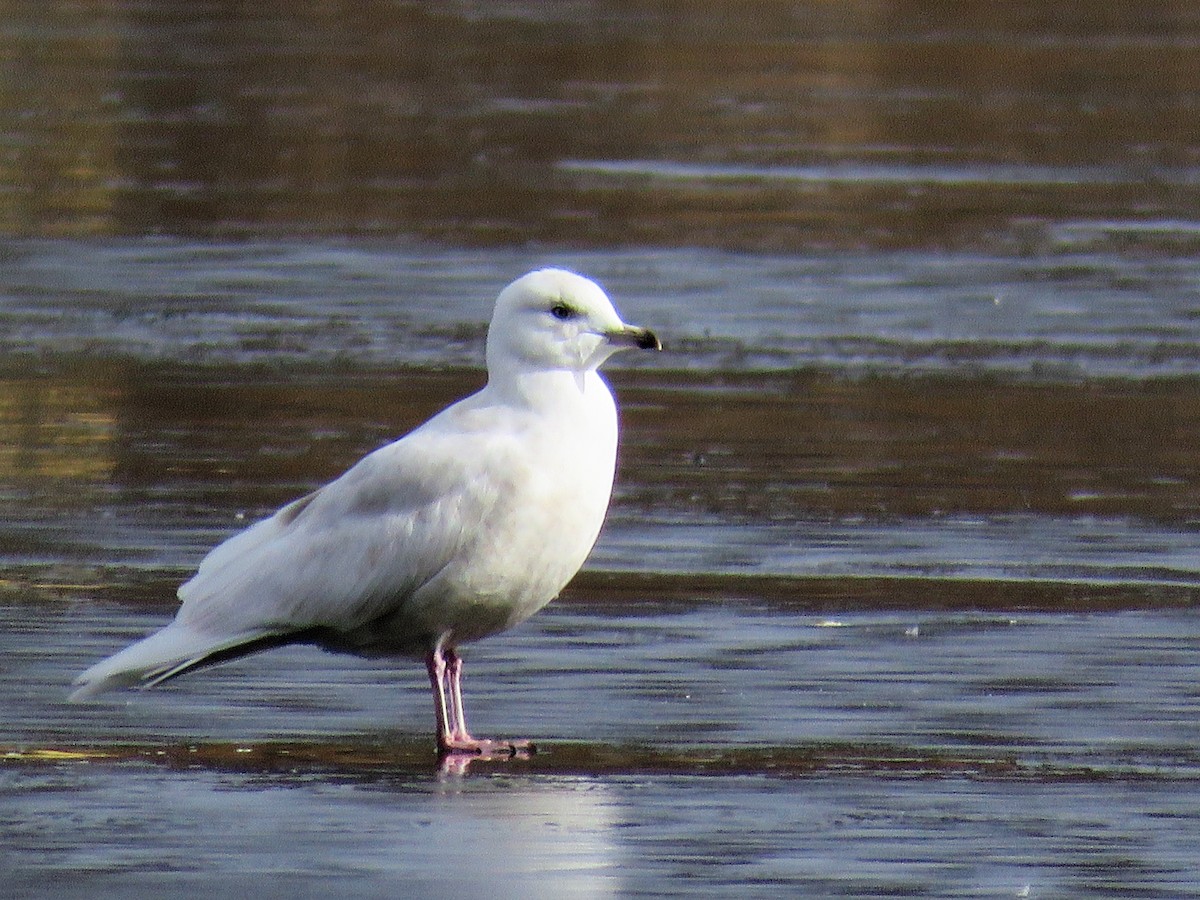 Iceland Gull (kumlieni/glaucoides) - ML51509991