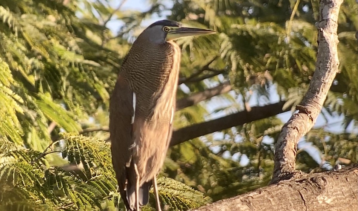 Bare-throated Tiger-Heron - ML515100931