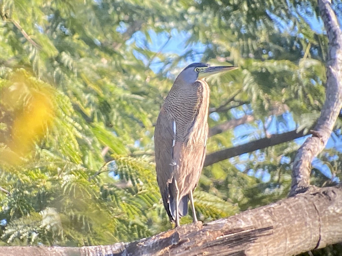 Bare-throated Tiger-Heron - ML515100941