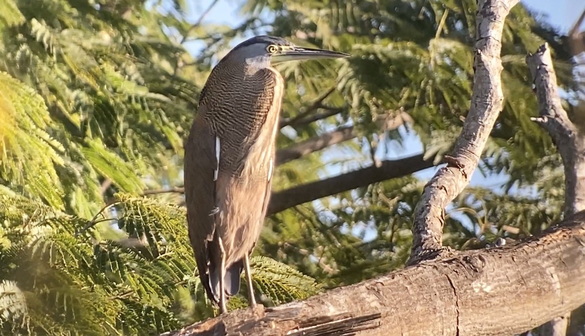 Bare-throated Tiger-Heron - ML515100951