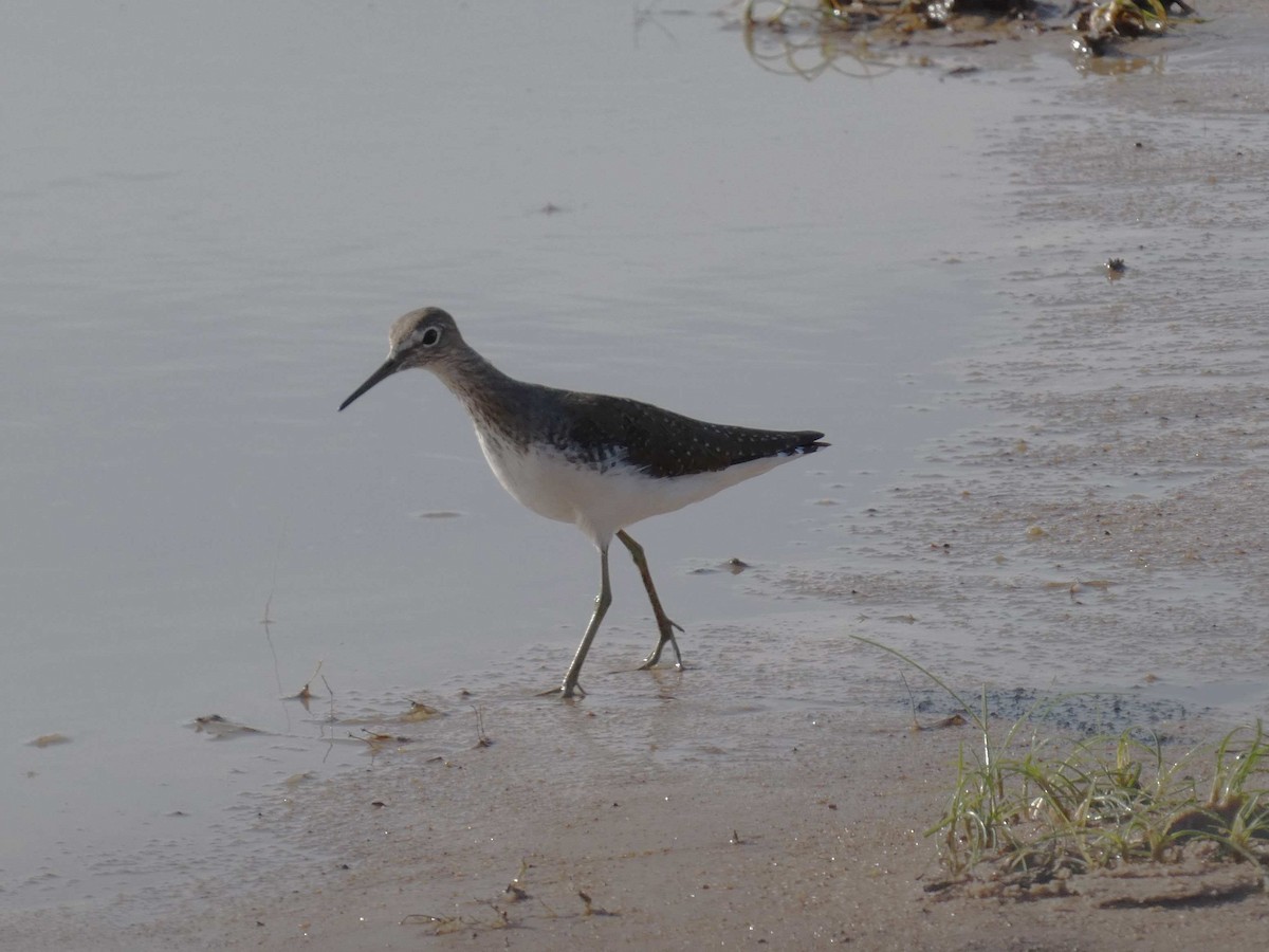 Green Sandpiper - ML515101901