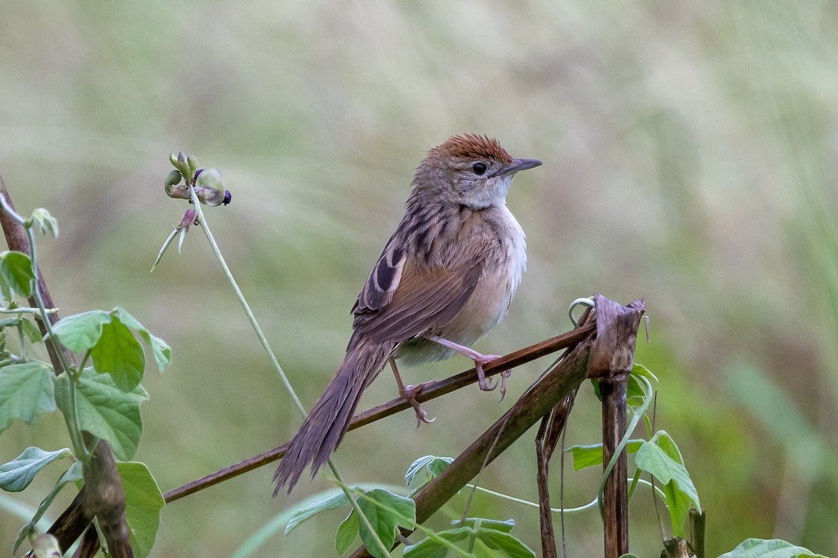 Tawny Grassbird - ML515102011