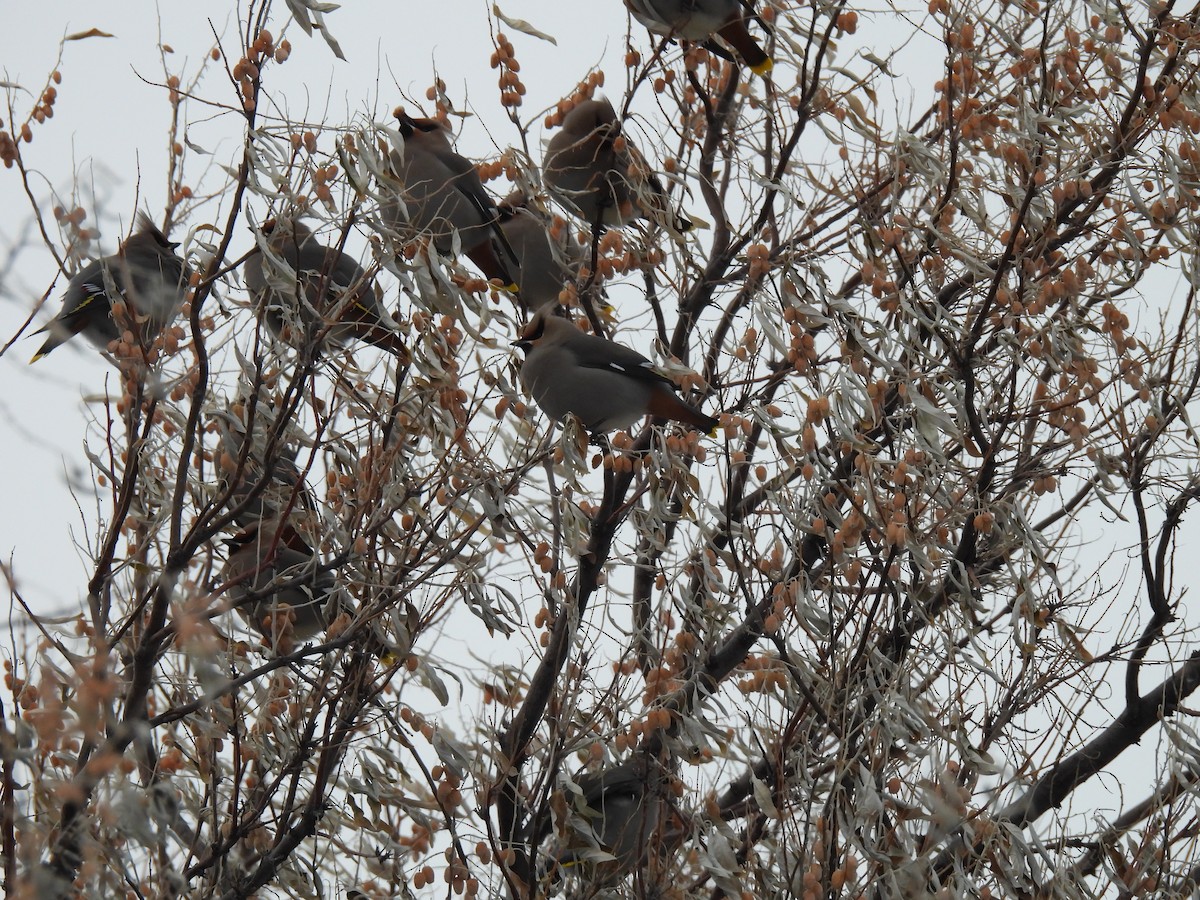 Bohemian Waxwing - ML515102071