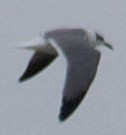 Laughing Gull - ML515103381