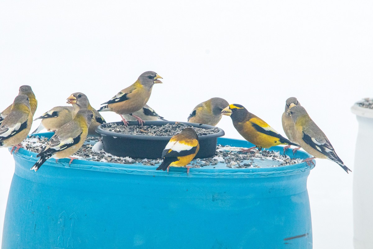 Evening Grosbeak - Dennis Thomas