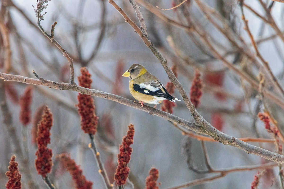 Evening Grosbeak - Dennis Thomas