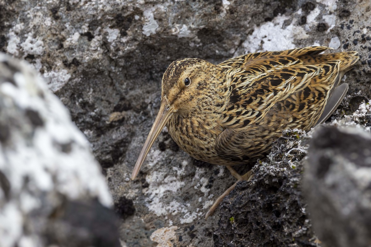 Subantarctic Snipe - ML515104711