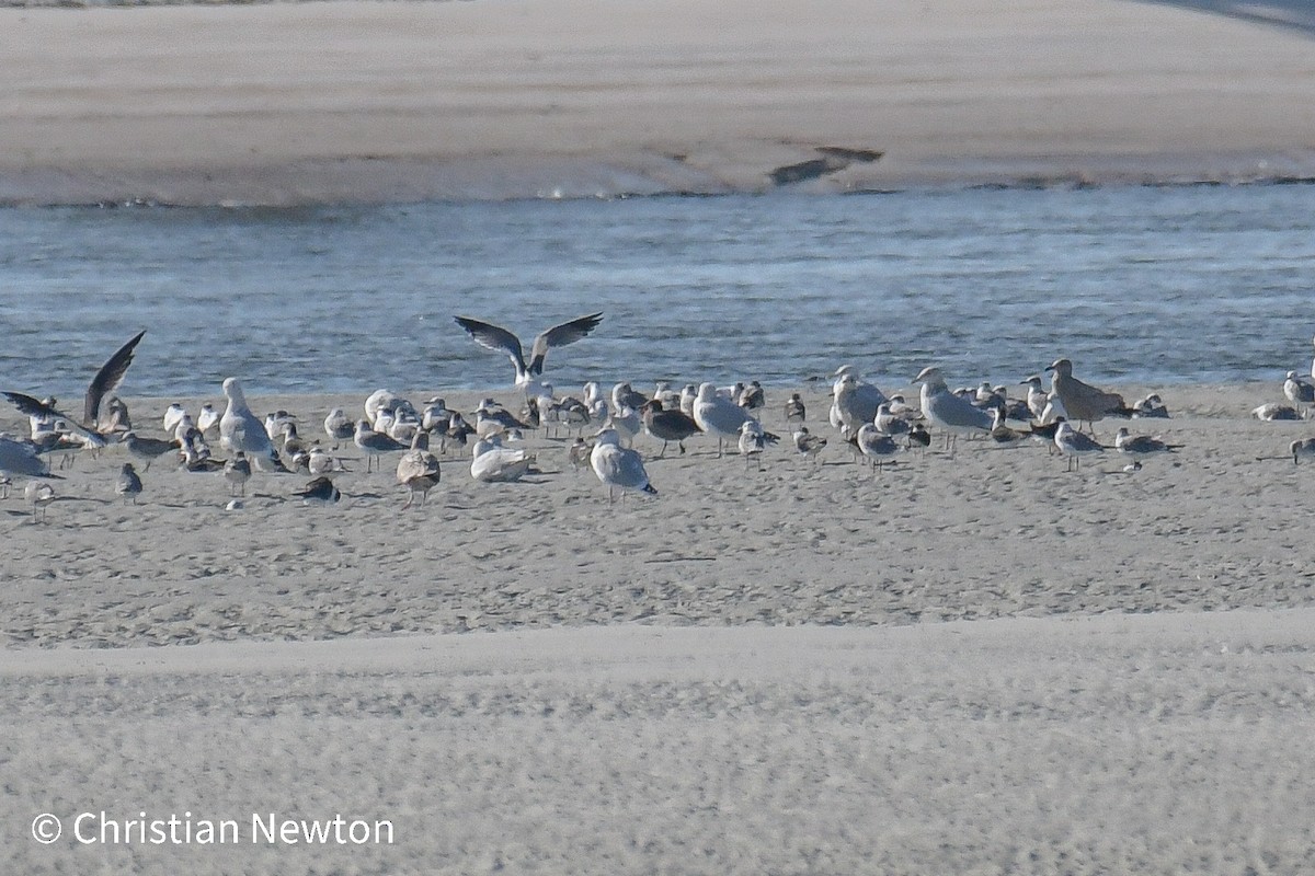 Gaviota Mexicana - ML515106031