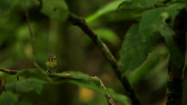 Golden-crowned Spadebill - ML515107