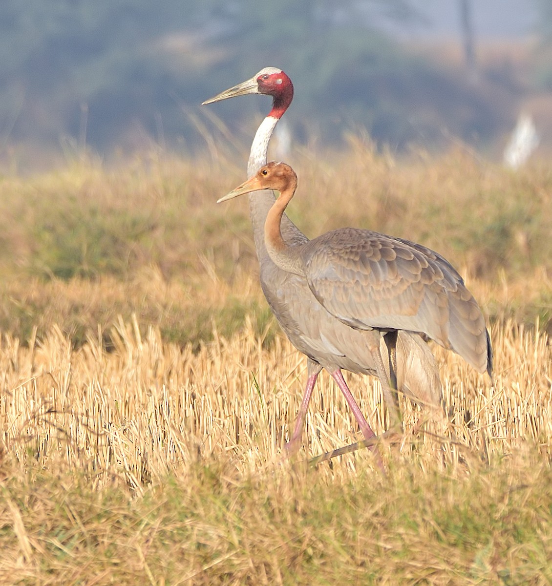 Sarus Crane - Arun Prabhu