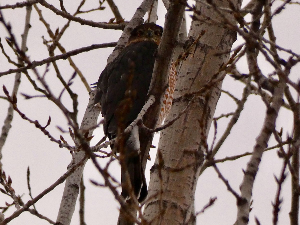 Cooper's Hawk - ML515108111