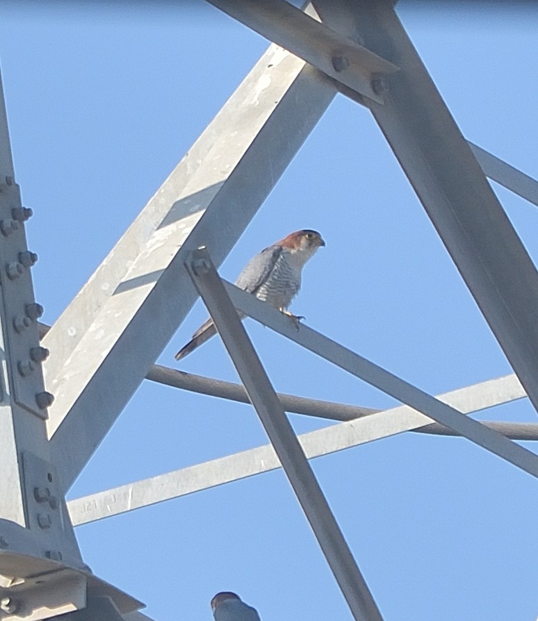 Red-necked Falcon - Arun Prabhu