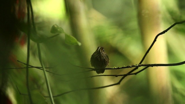 White-tipped Sicklebill - ML515109