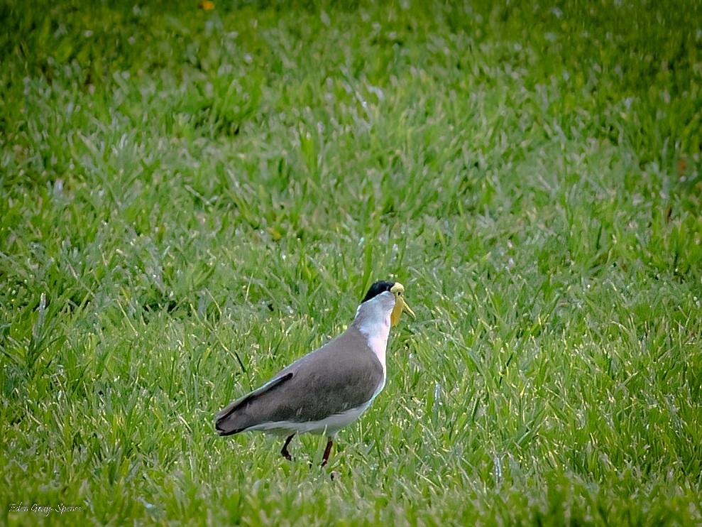 Masked Lapwing - Eden Gray-Spence