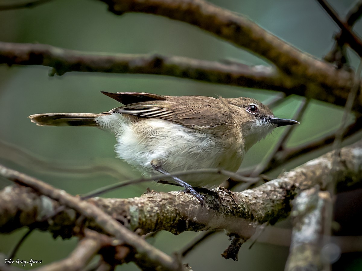 Large-billed Gerygone - Eden Gray-Spence