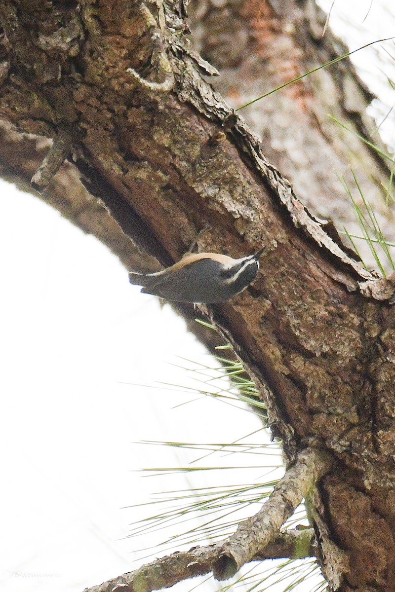 Red-breasted Nuthatch - ML515109451