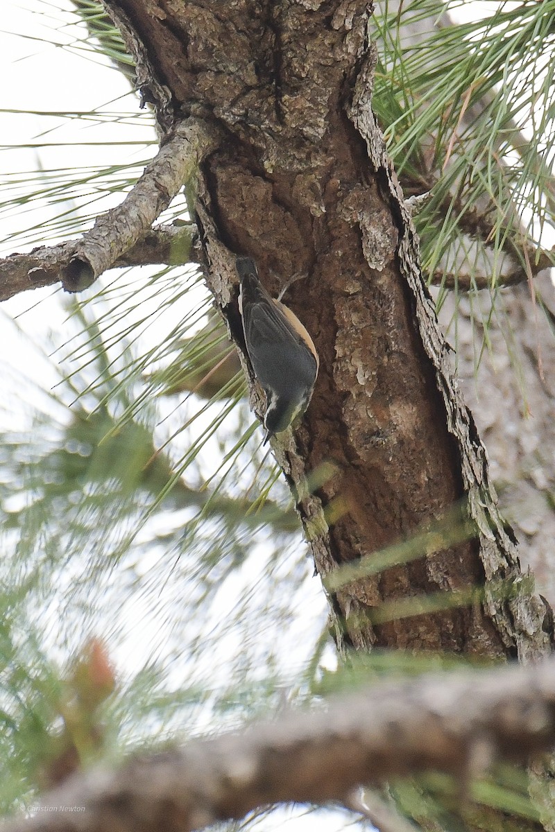 Red-breasted Nuthatch - ML515109461