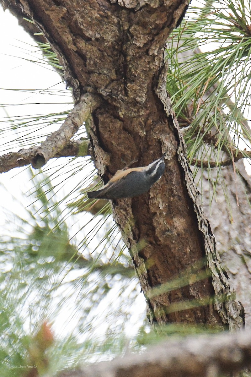 Red-breasted Nuthatch - ML515109481