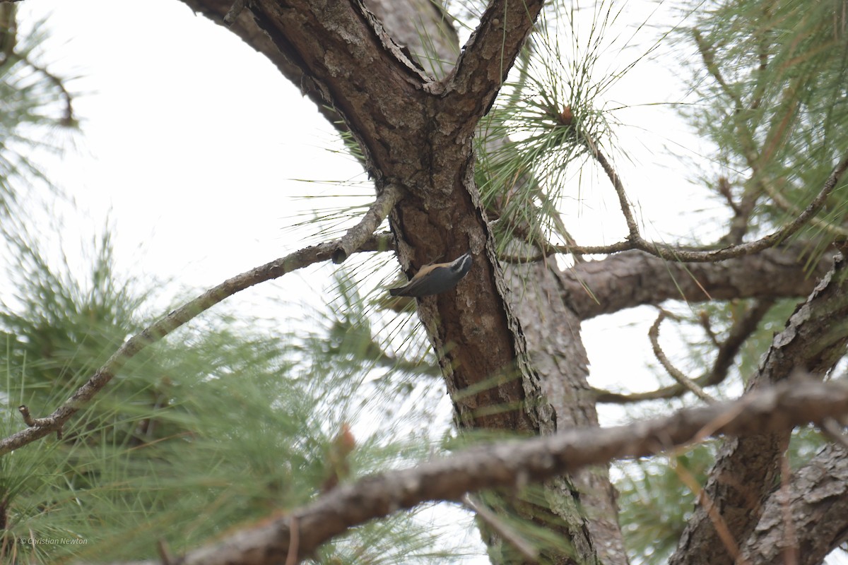 Red-breasted Nuthatch - ML515109491